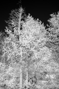 18th Apr 2021 - Infrared Black and White