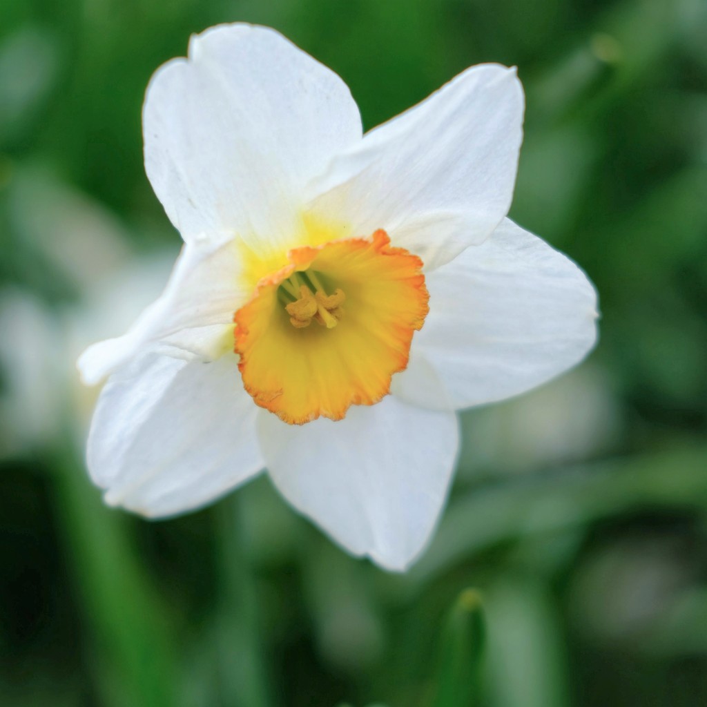 Daffodil 12 by 4rky