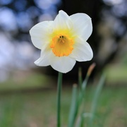 15th Apr 2021 - Daffodil 15