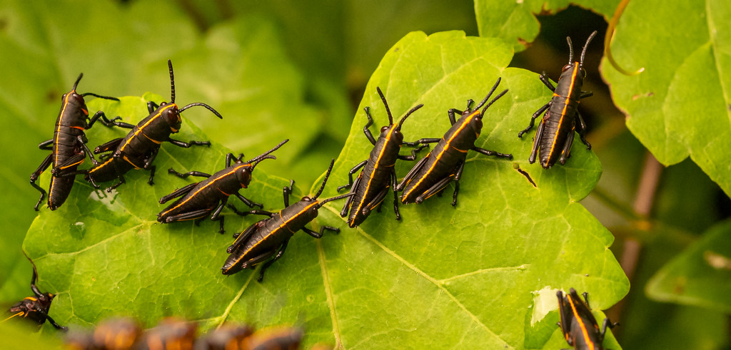 The Grasshoppers are Here! by rickster549