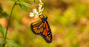 18th Apr 2021 - My First Monarch Butterfly for this Year!