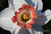 18th Apr 2021 - ~Daffodil~