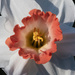 ~Daffodil~ by crowfan
