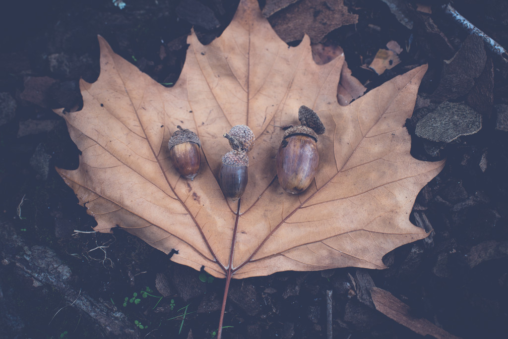 Oak leaf with three acorns  by brigette