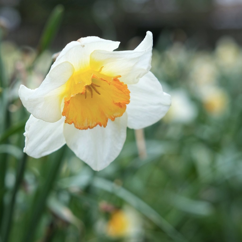Daffodil 14 by 4rky