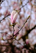 19th Apr 2021 - Magnificent Magnolia