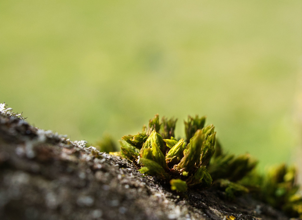 Lichen on sycamore tree by jon_lip