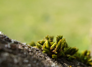 18th Apr 2021 - Lichen on sycamore tree