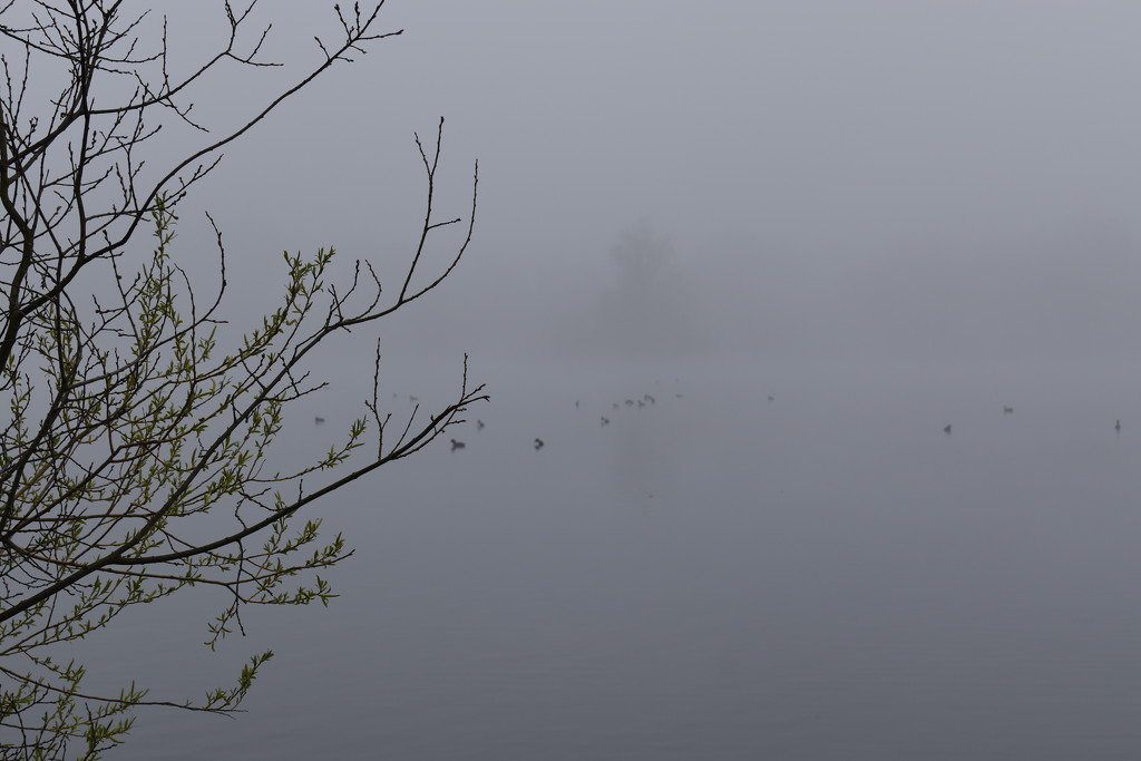 Misty morning on the lake by 365anne
