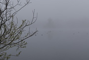 19th Apr 2021 - Misty morning on the lake