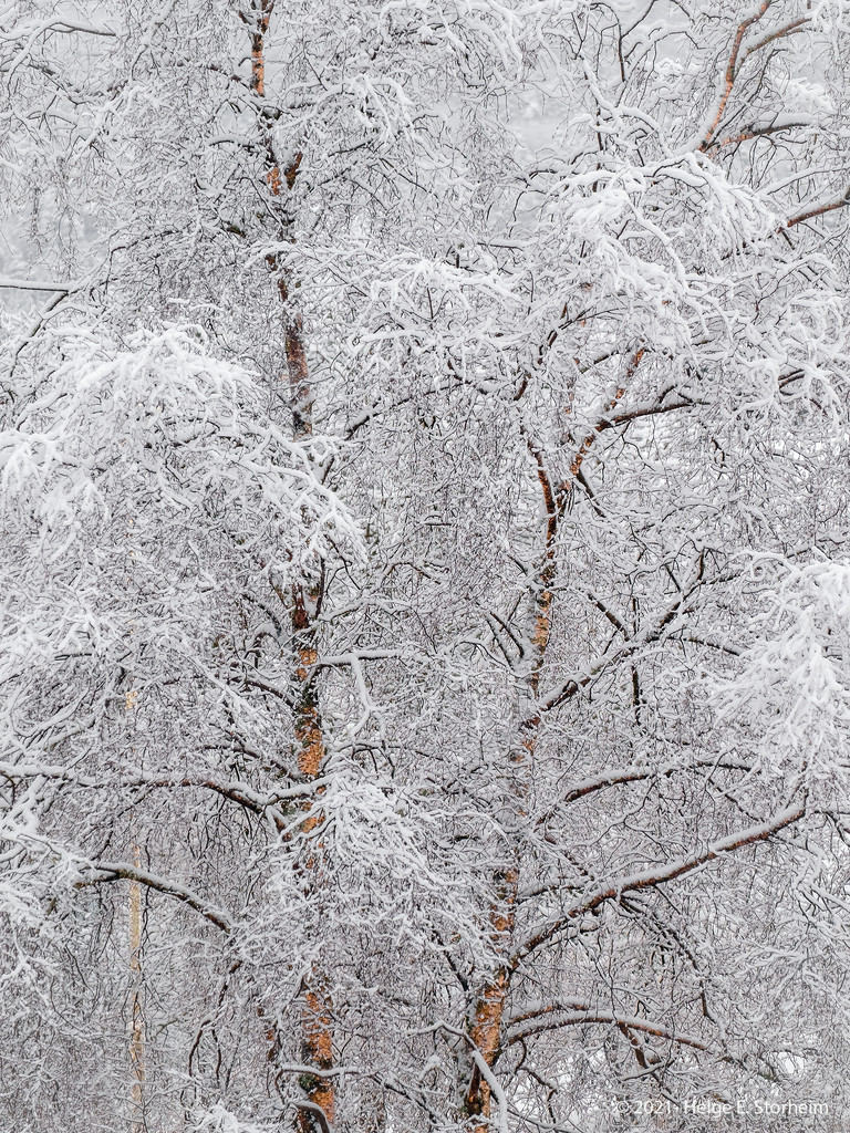 Winter birch by helstor365