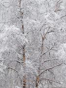 10th Jan 2021 - Winter birch