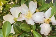 18th Apr 2021 - Camellia flowers