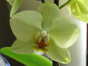 19th Apr 2021 - Orchid