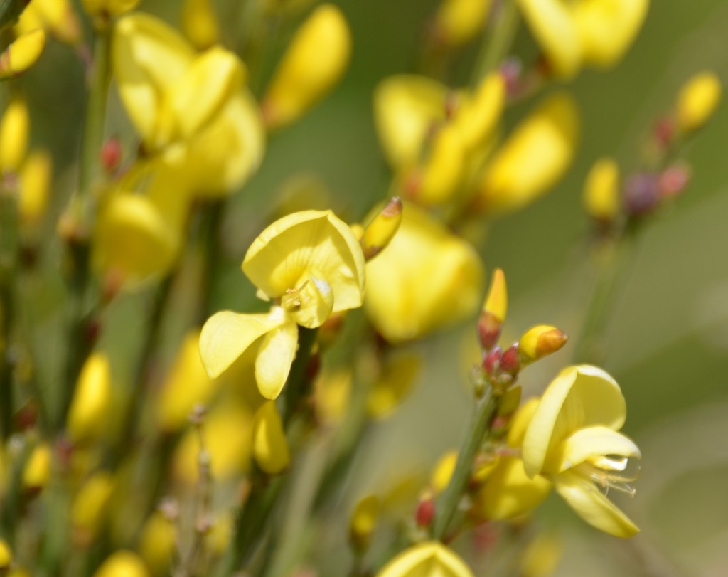 Yellow Broome Flowers by arkensiel