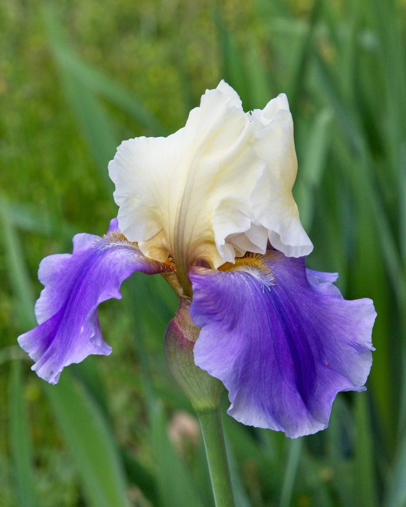 LHG-8567- two toned iris by rontu