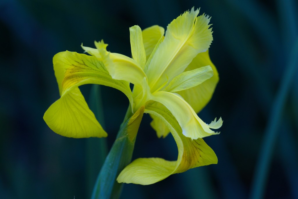 LHG-8409- yellow flag Iris by rontu