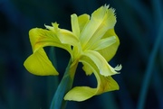 15th Apr 2021 - LHG-8409- yellow flag Iris