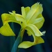 LHG-8409- yellow flag Iris by rontu
