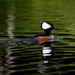One more Hooded Merganser by photographycrazy