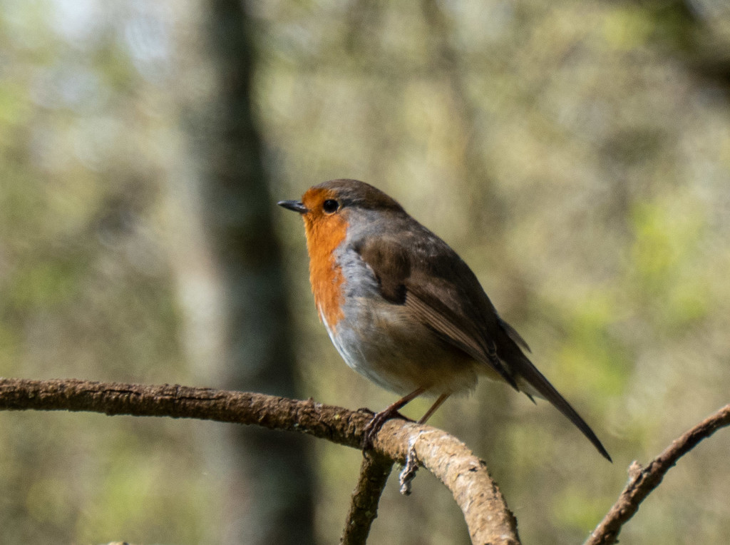 Little robin........ by susie1205