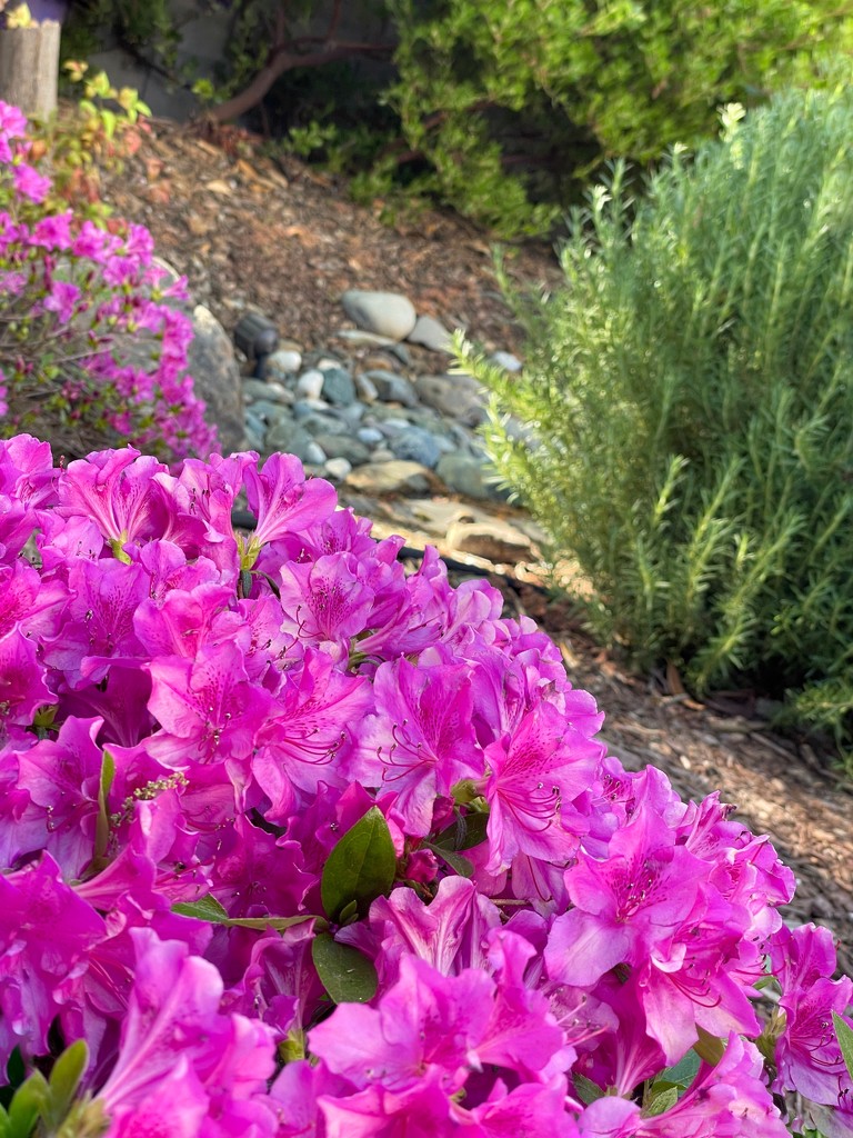 Azaleas by shutterbug49