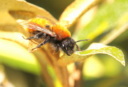 19th Apr 2021 - Common Carder Bee