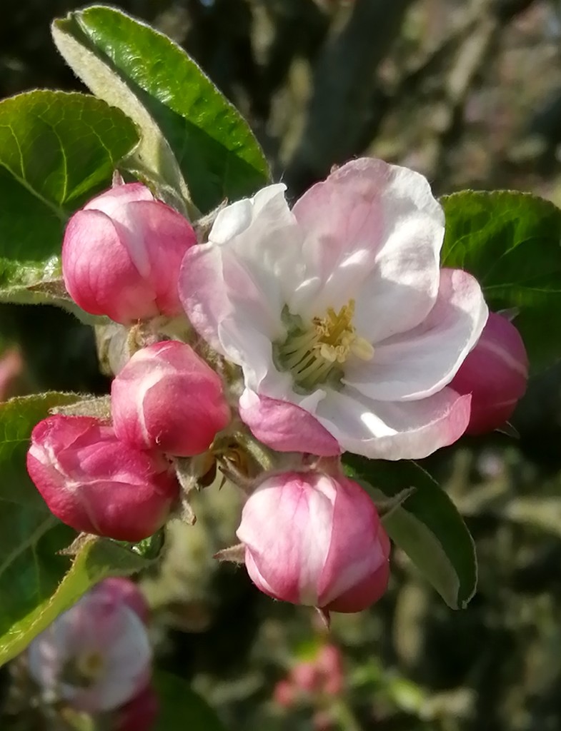Apple blossom....  by flowerfairyann