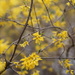 forsythia... by earthbeone