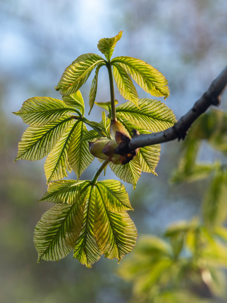 Fresh chestnut leaves  by haskar