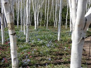 19th Apr 2021 - Amongst the Birches