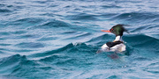 19th Apr 2021 - Red-breasted Merganser