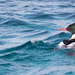 Red-breasted Merganser by lifeat60degrees