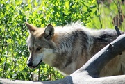 13th Apr 2021 - Mexican Gray Wolf