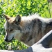 Mexican Gray Wolf by randy23