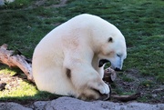 17th Apr 2021 - Tired Polar Bear