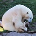 Tired Polar Bear by randy23