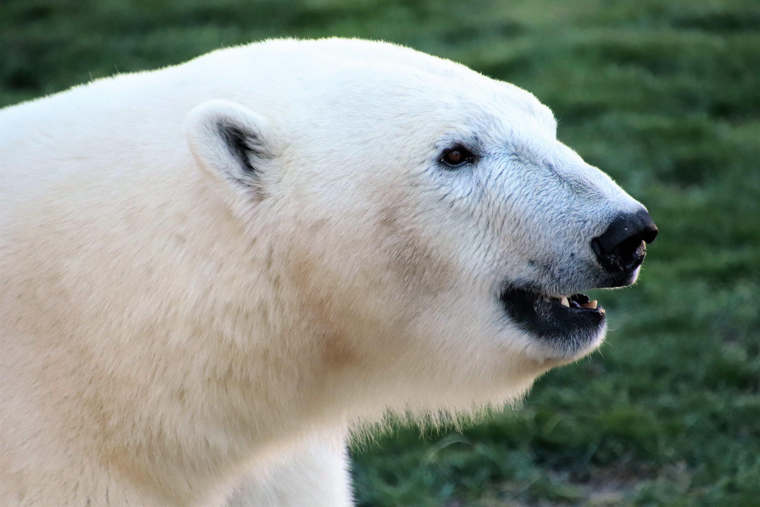 Polar Bear Profile by Randy Lubbering · 365 Project