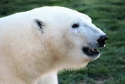 18th Apr 2021 - Polar Bear Profile