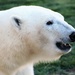 Polar Bear Profile by randy23