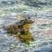 American Bullfrog  by dridsdale