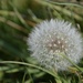 Dandelion  by wakelys
