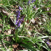 19th Apr 2021 - Bluebell
