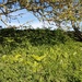 A sea of Spring greens by 365projectorgjoworboys