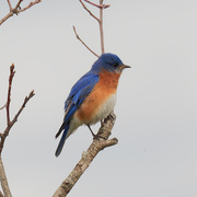 19th Apr 2021 - eastern bluebird