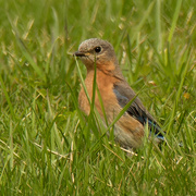 19th Apr 2021 - eastern bluebird in the grass