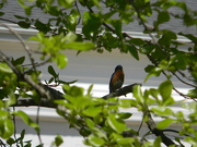 19th Apr 2021 - Bluebird Sitting in Tree