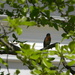Bluebird Sitting in Tree by sfeldphotos