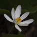 Bloodroot Flower by pdulis