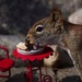 Table crasher at the Chipmunk Cafe by berelaxed